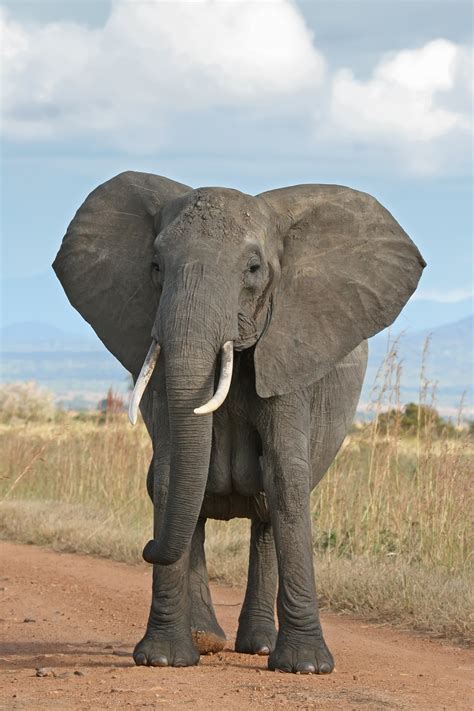 elephant wikipedia|list of individual elephants wikipedia.